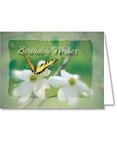 All Occasion: Butterfly Birthday Wishes Card